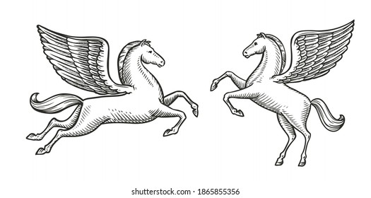 Winged horse sketch. Pegasus vintage symbol vector illustration