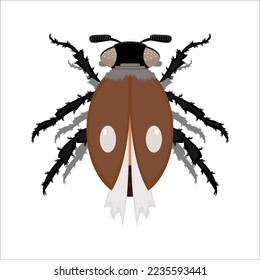 Ilustración vectorial gráfica de insectos alados. Ideal para la recolección de dibujos de insectos.