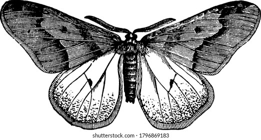 The winged male moth, Hybernia tiliaria species with two distinct spots in each of the forewings and hindwings. The hindwings have oblique bands and are paler than that of the forewings., vintage