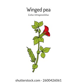 Winged pea, or asparagus-pea (Lotus tetragonolobus),  edible plant. Hand drawn botanical vector illustration