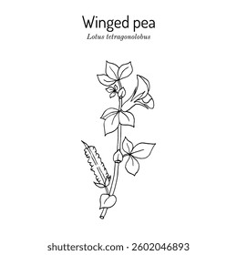 Winged pea, or asparagus-pea (Lotus tetragonolobus), edible plant. Hand drawn botanical vector illustration