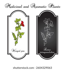 Winged pea, or asparagus-pea (Lotus tetragonolobus), edible plant. Hand drawn botanical vector illustration
