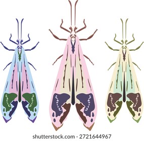 Winged shield bug illustration representing insect structure and form.