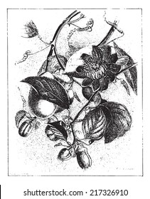 Hirnstamm-Leidenschaft Blume oder Passiflora alata, vintage gravierte Illustration. Wörterbuch der Worte und Dinge - Larive und Fleury - 1895.
