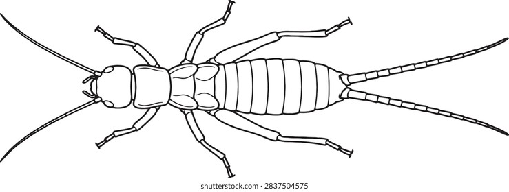 Wingless Ice Crawler Top View Outline Illustration with Cerci
