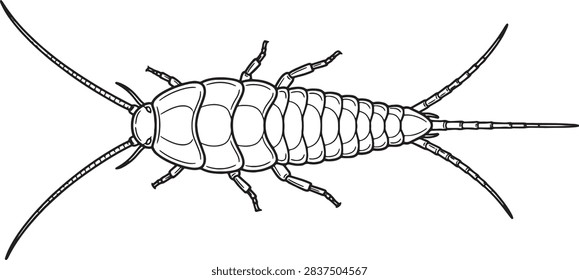 Wingless Silverfish Top Down Line Art Outline Illustration