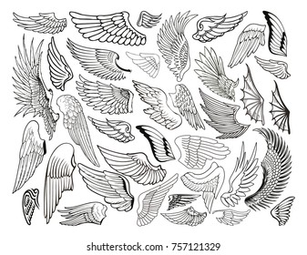 Wings of Birds