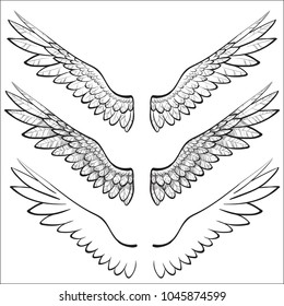 wings, birds, vector illustration