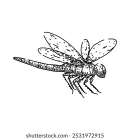 asas dragão mosca desenhado à mão. natureza voo, lagoa predador, biodiversidade aquática asas libélula esboço vetor. ilustração preta isolada