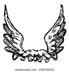 Wings Erect are called erect when their long feathers point upwards, vintage line drawing or engraving illustration.