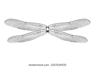 wings illustration, insect isolated on white. wing vector. Realistic Dragonfly Wings 