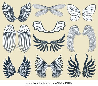 Wings isolated animal feather pinion bird freedom flight natural peace design vector illustration.