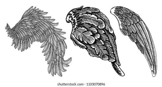 Wings set. Hand drawn detailed bird wings collection. Vector.