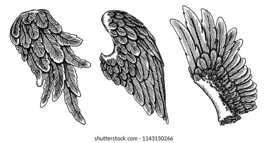 Wings set. Hand drawn detailed bird wings collection. Vector.