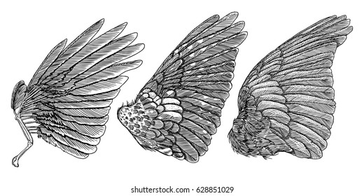 Wings set. Hand drawn detailed bird wings collection. Vector.