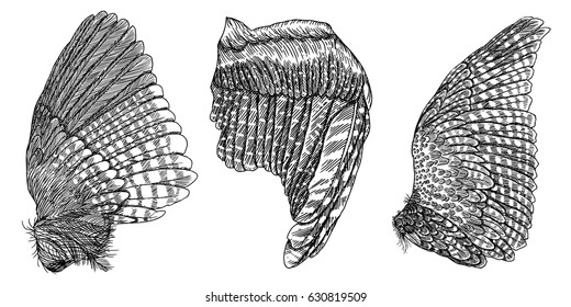 Wings set. Hand drawn detailed bird wings collection. Vector.