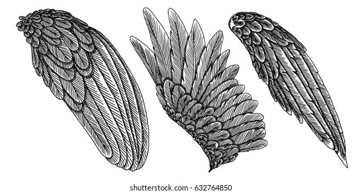 Wings set. Hand drawn detailed bird wings collection. Vector.