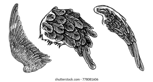 Wings set. Hand drawn detailed bird wings collection. Vector.