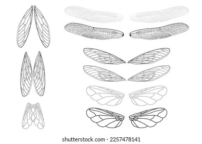 wings set illustration, beetle, insect isolated on white. wing vector. Realistic Dragonfly Wings 