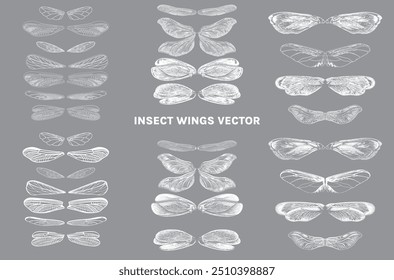 Conjunto de alas ilustración, escarabajo, insecto aislado en blanco. Vector de alas. Alas realistas de libélula 
