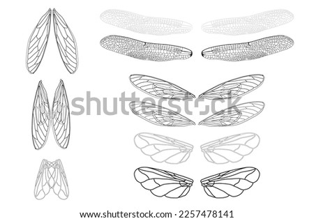 wings set illustration, beetle, insect isolated on white. wing vector. Realistic Dragonfly Wings 
