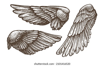 Wings set sketch. Hand drawn heraldic bird or angel wings, vector illustration outline collection