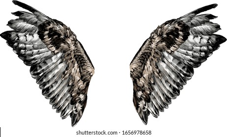 wings with thick feathers, sketch vector graphics color illustration on a white background