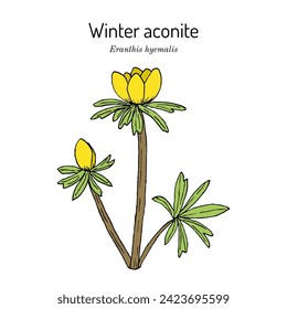 Winter aconite (Eranthis hyemalis), ornamental plant. Hand drawn botanical vector illustration