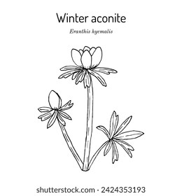 Winter aconite (Eranthis hyemalis), ornamental plant. Hand drawn botanical vector illustration