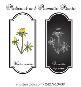 Winter aconite (Eranthis hyemalis), ornamental plant. Hand drawn botanical vector illustration