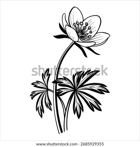 Winter aconite flower sketch in engraved style Vector Image