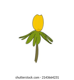 Winter Aconite flowers vector illustration. Aconite line design