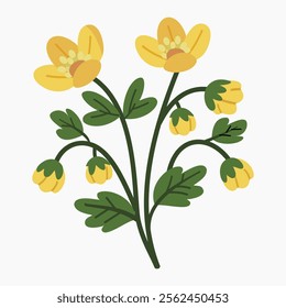 Winter aconite flowers vector illustration isolated on white background	