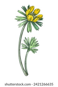 Winter aconite sketch in color. Hand-drawn buttercup flower. Botanical vector illustration. Spring woodland plant drawing. NOT AI generated