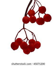 Winter ashberry on a branch, isolated