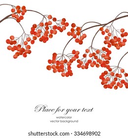 Winter  or autumn hand drawn card  with a branch of rowan  on a white background