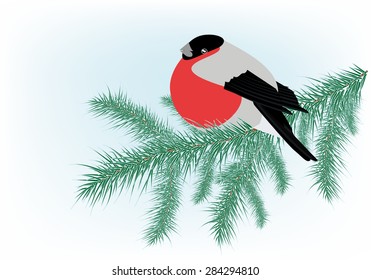 Winter background with bullfinch sits on a branch of spruce