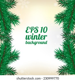 winter background with fir branches