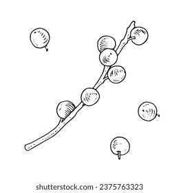 Winter berry Vector illustration. Hand drawn graphic clipart of winterberry on white isolated background. Linear drawing of ilex verticillata. Outline sketch of holly branch. Black berries line art