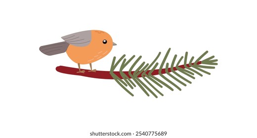 Winter Bird American Robin Perched on a Pine Branch, Bird Illustration in flat doodle Style isolate on white for holidays design .