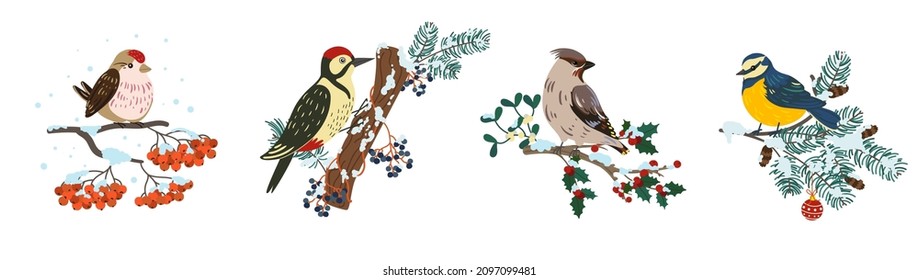 Winter birds on branches. Cute little birds on different trees sprigs, tit and woodpecker, sparrow and bullfinch sit on barely and rowan trees, christmas vibes, feathered creatures vector set