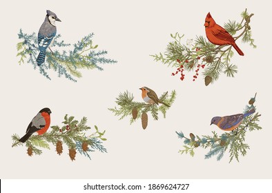 Winter Birds. Set. Decorative compositions. Vector vintage illustration. Colorful