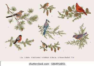 Winter Birds. Set. Tit, Robin, Jay, Blue jay, Bullfinch, Bluebird, Red cardinal. Botanical vector vintage illustration. Colorful