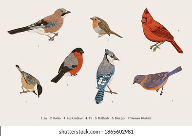 Winter Birds. Set. Tit, Robin, Jay, Blue jay, Bullfinch, Bluebird, Red cardinal. Vector vintage illustration. Colorful