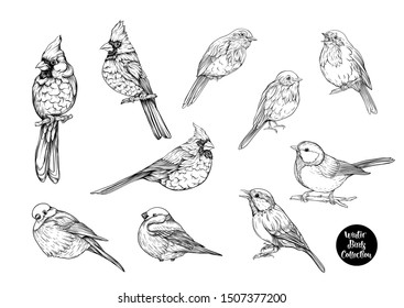 Winter birds: Tit bird, Robin bird, Cardinal bird, Bullfinch. Set of elements for design. Graphic drawing, engraving style. Vector illustration.