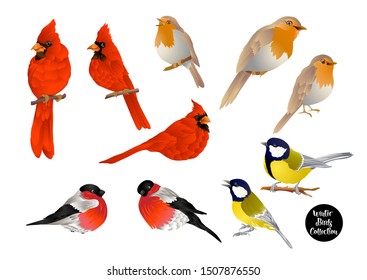 Winter birds: Tit bird, Robin bird, Cardinal bird, Bullfinch. Set of elements for design. Colored vector illustration. 