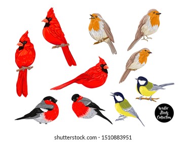 Winter birds: Tit bird, Robin bird, Cardinal bird, Bullfinch. Set of elements for design.	