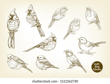 Winter birds: Tit bird, Robin bird, Cardinal bird, Bullfinch. Set of elements for design. Graphic drawing, engraving style. Vector illustration.