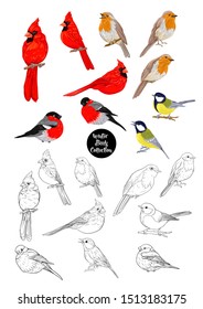 Winter birds: Tit bird, Robin bird, Cardinal bird, Bullfinch. Set of elements for design.	