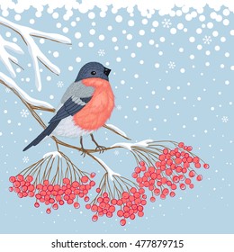 Winter blue snowy card with beautiful bright Bullfinch on the branch of red rowan and empty place for your text